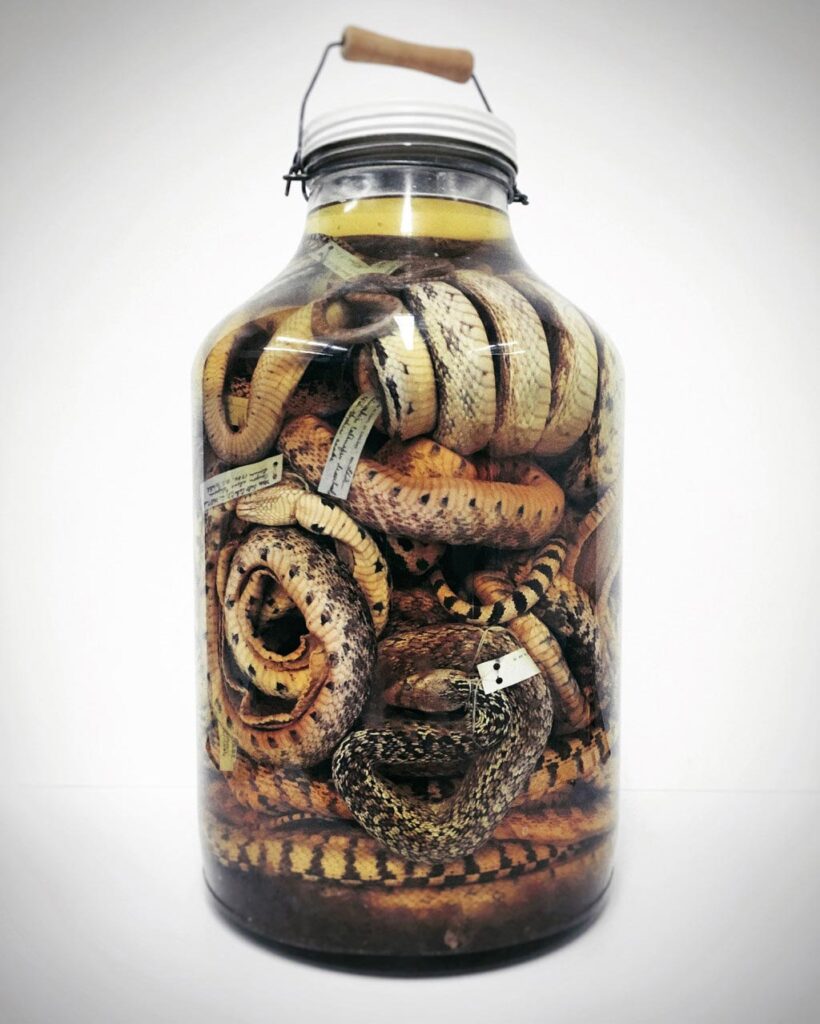 Snakes in formaldehyde. © Natural History Museum of Utah. Photo by Tim Lee.