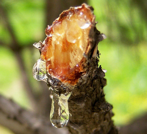 White pitch exuding from a damaged pine tree branch.